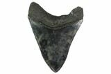 Fossil Megalodon Tooth - Georgia #151526-1